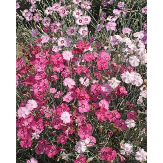 26.Cottage Pink Seeds SetA Free Postal Mail 50x2pcs SetBมาตรฐานMail 50pcsผักกาดหอม/ผู้ชาย/เมล็ด/ดอกทานตะวัน/สวน/หมวก/คื่