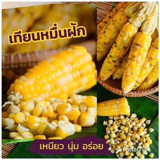 เมล็ดข้าวโพดเทียนหมื่นฝัก