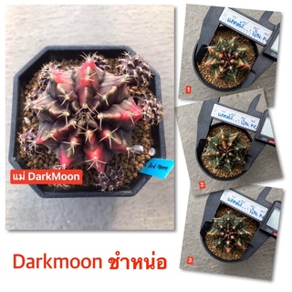 แคคตัส ยิมโนด่าง โคลน Darkmoon ไม้ชำหน่อ