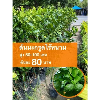 ต้นมะกรูดหนามน้อย ต้นละ 80 บาท