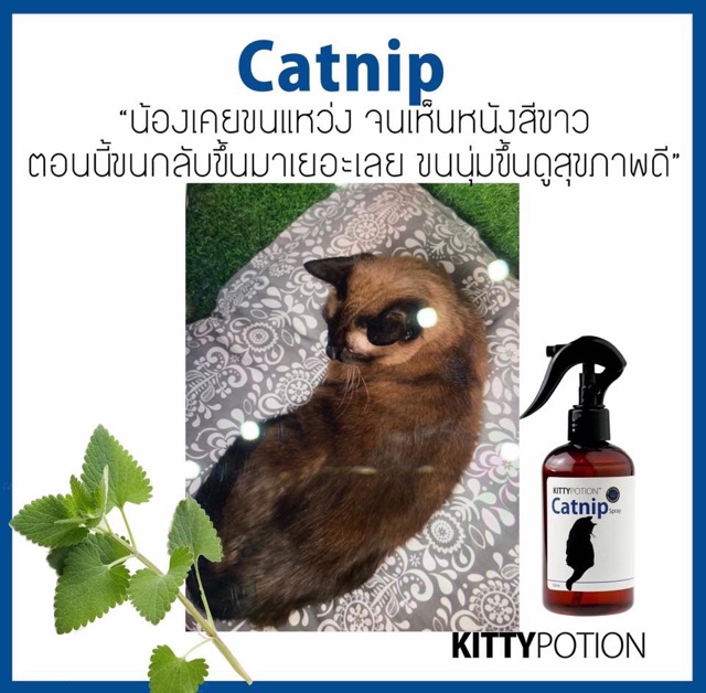 Kitty Potion Catnip Spray 250ml (สเปรย์บำรุงขน) ราคา ถูกที่สุด ดีลบีเคเค แกลเลอรีภาพที่ 4