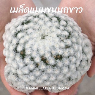 เมล็ดแมมขนนกขาวญี่ปุ่น Mammillaria Plumosa พลูโมซา พ่อแม่คัดตัวขนสวย มีตัวหายาก ดอกสีชมพู เมล็ดแคคตัส เมล็ดกระบองเพชร