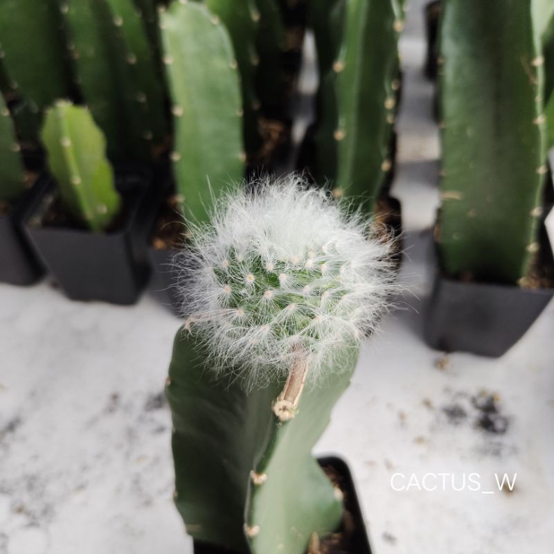 แมมลูกแมวไร้หนาม mammillaria guelzowiana lau 640 กระบองเพชร