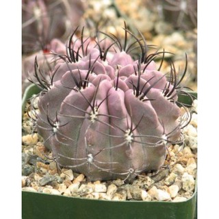 Neochilena Jussieu Cactus Plant 30เมล็ด .-99