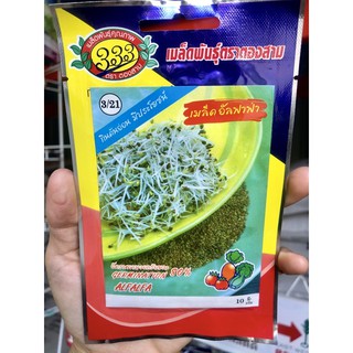 🎋เมล็ดอัลฟาฟ่า 🌱เพาะต้นอ่อน 👏🏻ซุปเปอร์ฟู้ด