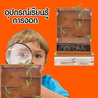 Diy learning science plant indoor Garden Grow A Maze