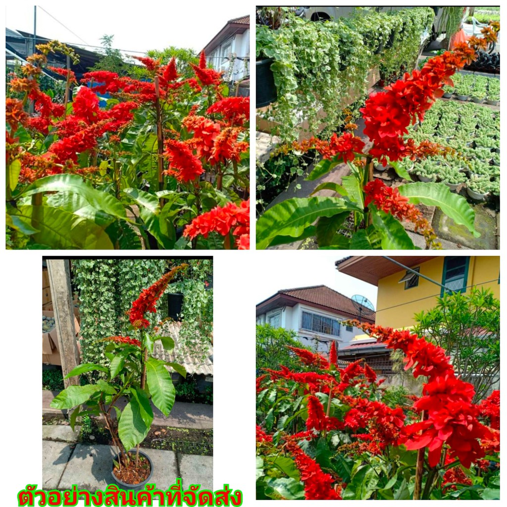 (1ต้น) ติดดอกแล้ว ต้นสูง 50cm ดอก ต้น วาซีวีเซีย สีแดง แดง Vasivasia WARSZEWICZIA COCCINEA RUBIACEAE