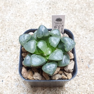 พร้อมส่ง!!ฮาโวเทีย Haworthia correcta hybrid Cloud Moon จัดส่งแบบล้างราก