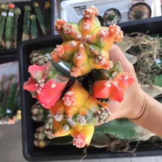 ถูกสุด] Cactus มายริโอ้ด่าง กราฟ กระบองเพชร แคคตัส