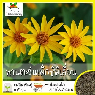 เมล็ดพันธุ์ ชุดดอกทานตะวัน ขายดีที่สุด ปลูกง่าย โตไว ดอกดกสวย พร้อมส่ง ทานตะวันแคระ/โกลด์รัช/ซันโกลด์/ยักษ์แมมมอธ/สีแดง
