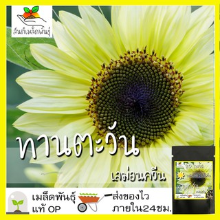 เมล็ดพันธุ์ ทานตะวัน เลม่อนควีน 20 เมล็ด Lemon Queen Sunflower เมล็ดพันธุ์แท้ นำเข้าจากต่างประเทศ ปลูกผัก ปลูกง่าย โตไว