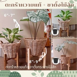 ตะกร้าหวายแท้+ขาตั้งกระถางไม้สัก ชุดงานตะกร้าหวายพร้อมขาตั้งกระถางต้นไม้ ทนทาน แข็งแรง น้ำหนักเบา ทนน้ำได้ พร้อมส่งค่ะ