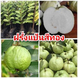 ต้นฝรั่งแป้นสีทอง เนื้อขาว ฟู หวานกรอบ ต้นพันธุ์ตอนกิ่งสูง 40-50 ซม.แข็งแรงพร้อมปลูก รับประกันพันธุ์แท้ 100%