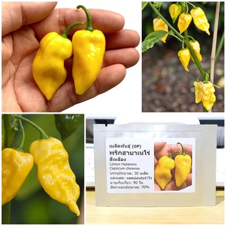 เมล็ดพันธุ์ พริกฮาบาเนโร่ สีเหลือง (Lemon Habanero Seed) บรรจุ 30 เมล็ด คุณภาพดี ราคาถูก ของแท้ 100%