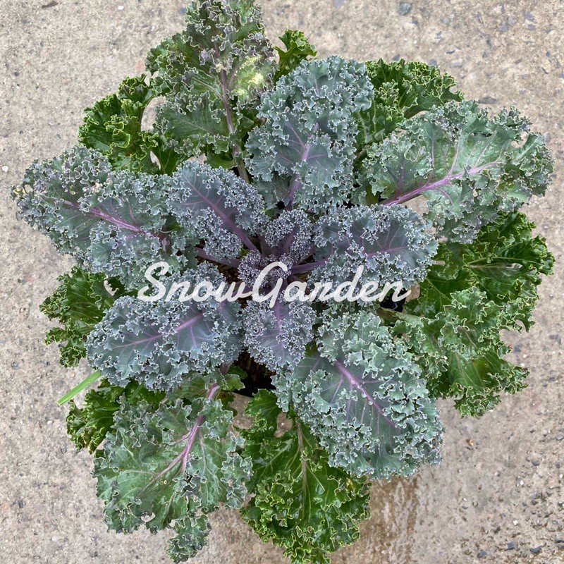 ต้นเคลใบหยิก Kale 🥬 ผักคะน้า  ผักเคล ประโยชน์เยอะ ส่งทั้งกระถาง8นิ้ว พร้อมทาน