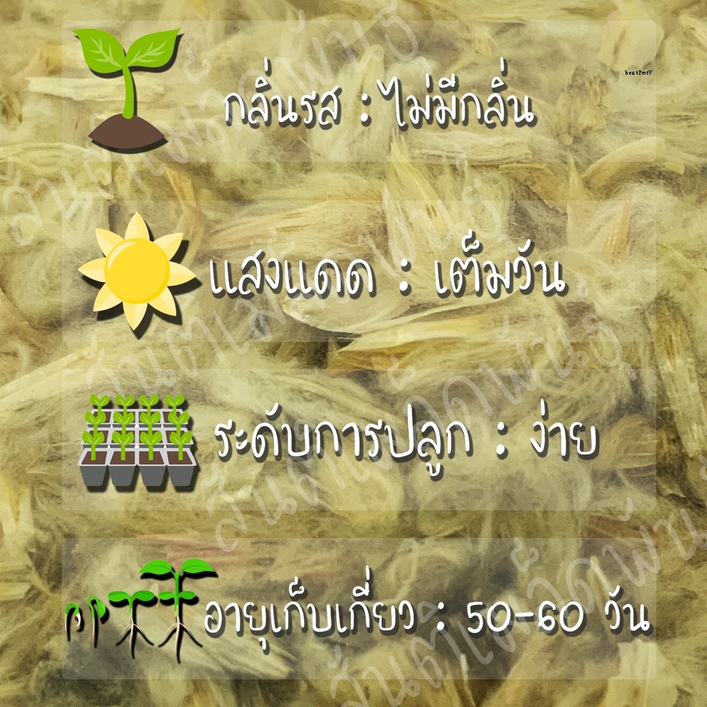 My Image 9