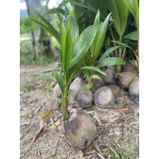 🥥หน่อมะพร้าวกะทิ มะพร้าวแกง🥥