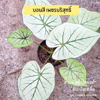 บอนสี เพชรบริสุทธิ์ (บอนเก่า) กระถาง 4 นิ้ว