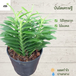 ต้นบันไดเศรษฐี (ไม้ร่มได้แดดได้) ไม้เสริมมงคล ส่งพร้อมกระถางขนาด 3 นิ้ว