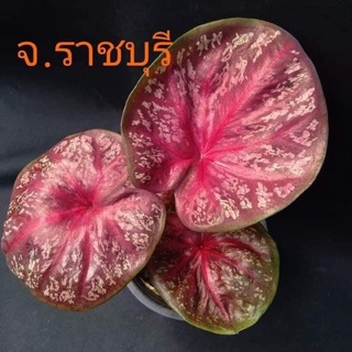 บอนสี ตับจังหวัด” ราชบุรี “(จัดส่งทั้งกระถาง) น่าสะสามมากๆ