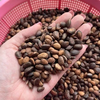 ไพน์นัท Pine Nut หรือ ถั่วเม็ดสน สำหรับนกแก้วขนาดกลาง - ใหญ่ และสัตว์ฟันแทะ (แบ่งขาย 50G / 100G)