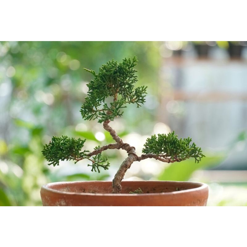 สนญี่ปุ่น​ Shimpaku​ Kishu / Tsutama Hinoki / Hinoki  / Sekka​ Bonsai material ซึยามะ ฮิโนกิ เซกกะ ฮ