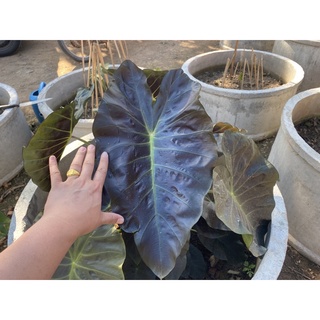 colocasia aloha บอนอะโลฮ่า