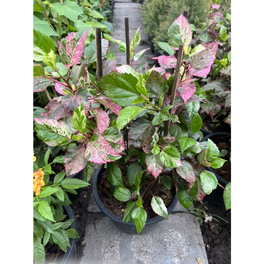 มุมมอง 2