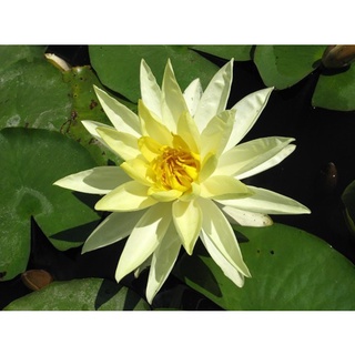 10 เมล็ด เมล็ดบัว สีเหลือง นำเข้า บัวนอก สายพันธุ์เมล็ดบัว Waterlily Nymphaea Seeds