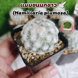 แมมขนนกขาว  (Mamillaria plumosa)🕊️