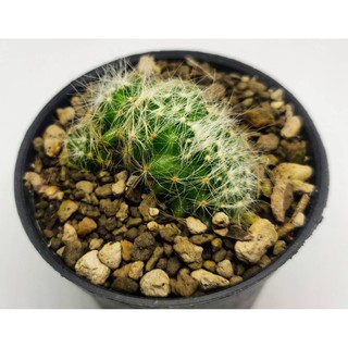 แมมบูมิไอคริส จัดส่งทั้งกระถาง ขนาดประมาณ 5 เซนติเมตร (Mammillaria Baumii Cristata)   แมมมิลลาเรีย