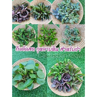 กิ่งชำกุหลาบหิน การันโช เศรษฐีพันล้าน ไม้มงคล  กระบองเพชร 🌿พร้อมส่ง