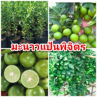 ต้นมะนาวแป้นพิจิตร ผลดก น้ำหอม น้ำเยอะ ทนโรคและแมลงได้ดี ต้นพันธุ์เสียบยอดสูง 40-50 ซม.แข็งแรงพร้อมปลูก