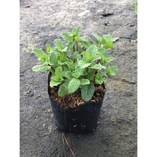 ต้นใบสาระแหน่ แต่ตอนนี้ผักขาดต้นยังไม่ค่อยยาวนะคะ🌲ขั้นต่ำขอ2…