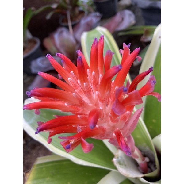 สับปะรดสี Billbergia kyoto ดอกชมพู 🌸ขายเป็นหน่อ 🌸