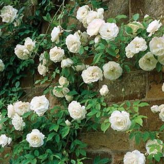 เมล็ดพันธุ์ กุหลาบเถาเลื้อย สายพันธุ์อังกฤษ สีขาว ดอกใหญ่ Climbing Rose Seeds นำเข้าจากต่างประเทศ 30 เมล็ด