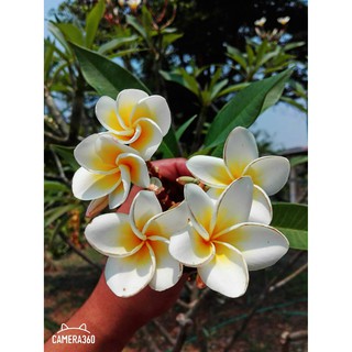 ✌ลีลาวดีสีขาวเหลือง(3 กิ่ง)ยาว30ซม.จำปา จำปาลาว จำปาขอม Frangipani, Plumeria Temple Tree Graveyard Tree(สินค้าพร้อมส่ง)