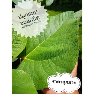 Fig ใบมะเดื่อฝรั่งปลอดสาร​40ใบ