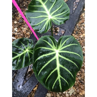 philodendron luxurians
