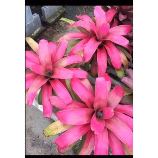 หน่อ-Neo Sexy Pink # ต้นสับประรดสี  #bromeliad#ต้นไม้สวยงาม# ไม้ประดับ# ตกแต่งบ้าน#bromeliad# ไม้ประดับ# ไม้มงคล# ขายถูก