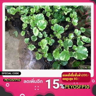 🌿เล็บครุฑกระจก เล็บครุฑใบด่าง กิ่งชำเล็บครุฑกระจก พร้อมปลูก 🌿