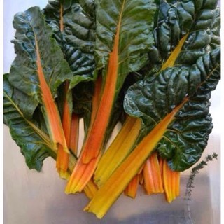 เมล็ดพันธุ์ สวิสชาร์ด สีส้ม (Orange Swiss Chard Seed) บรรจุ 15เมล็ด