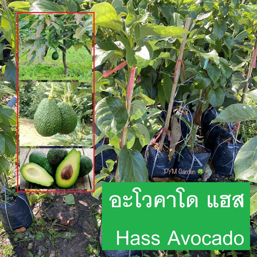 ต้นอโวคาโด พันธุ์แฮส (Hass Avocado) ทาบกิ่ง Approach Grafting ปลูก1ปี ติดลูก สูง70-80เซนติเมตร พันธุ์ยอดนิยม ติดตลาด