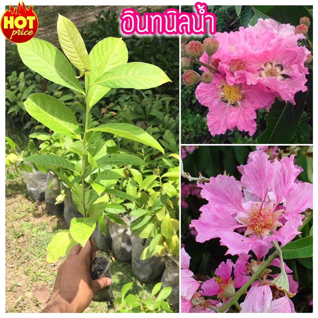 ต้นอินทนิลน้ำ ดอกสีม่วงอมชมพู เพาะเมล็ด ต้นแข็งแรง สูง 20-35 ซม. (ร้านนี้รับประกันสินค้า หากเสียหายมีเคลมให้) ขั้นต่ำ