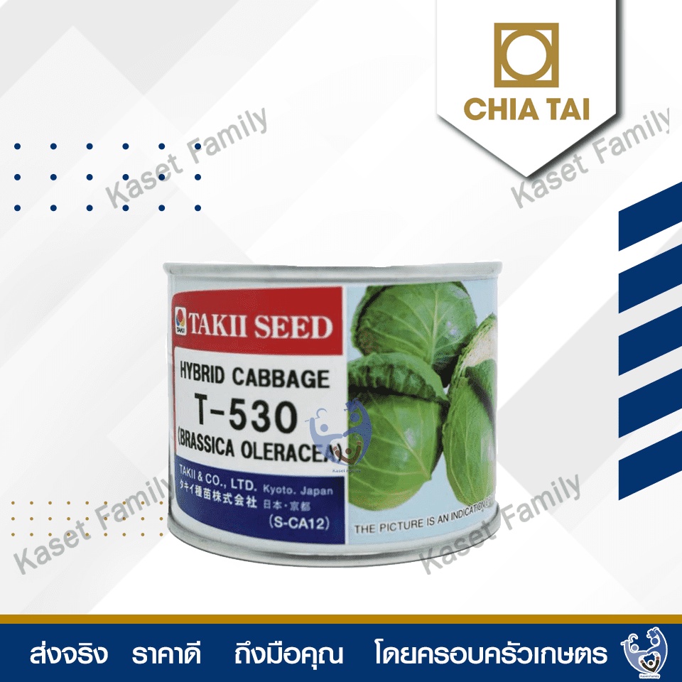 #เมล็ดพันธุ์ผัก
#ผักสลัด
#ผักสลัดปลูกง่าย
#ผักสลัดผลผลิตสูง
#ผักสลัดคุณภาพดี