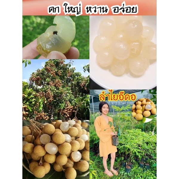 #ต้นลำไยอีดอ ลูกใหญ่ ต้นเตี้ย((เสียบยอด)) สูงราว50 เซน 1 ปีให้ผล
