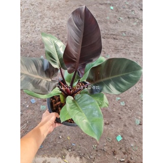 Philodendron Black Cardinal 《กุมารดำเรียกทรัพย์》 🤑🤑