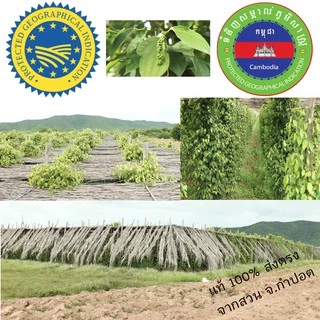 พริกไทยกำปอตแดง (Red Kampot Pepper) 100 กรัม กำปอตแท้ พริกไทยกัมปอต พริกไทยเขมร