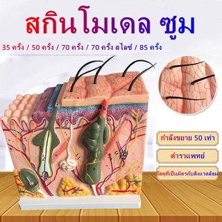 【กทม.พร้อมส่ง】โมเดลหุ่นอนาโตมี่ Skin Enlargement Model Medical Anatomy Teaching Model Embroidery