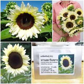 เมล็ดพันธุ์ ทานตะวันขาว ไวท์ไนท์ (ProCut White Nite Sunflower Seed) บรรจุ 10 เมล็ด คุณภาพดี ราคาถูก ของแท้ 100%